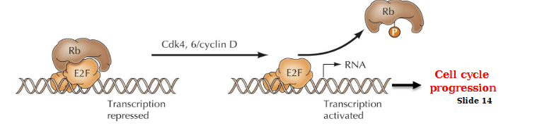 <p>Rb/E2F complex. Inhibition of this complex by Cdk4, 6CycD allows transcription to be activated and cell cycle progression</p>