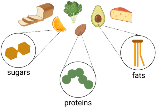 <p>food into energy is a series of <strong>catabolic </strong>reactions which begins with ___ then units go through ___</p>