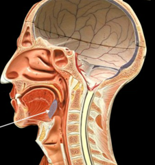 <p>A mass of lymphoid tissue located at the base of the tongue.</p>