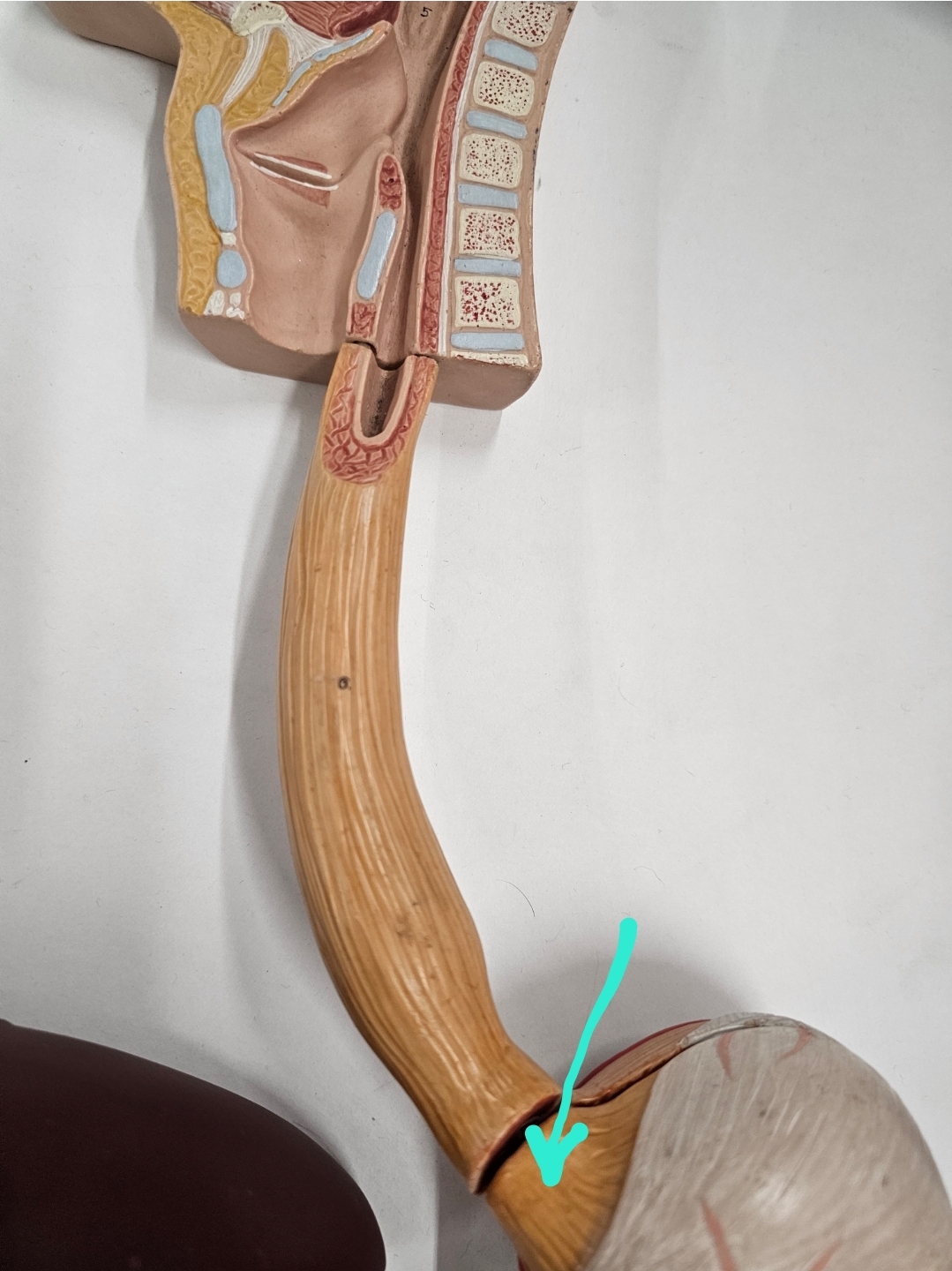 <p>Qual é o nome?</p>
