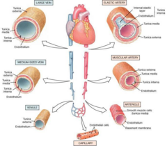 <p>Return blood from tissues back to the heart.</p>