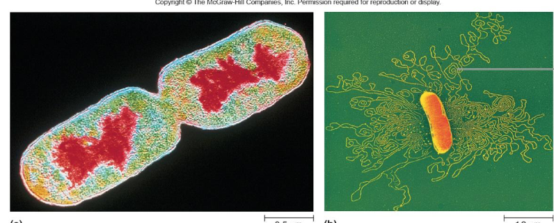 <ul><li><p>Chromosome is found in the nucleoid (not membrane bound)</p></li><li><p>Ribosome: composed of protein &amp; RNA→ function: site of protein synthesis </p></li></ul><p></p>