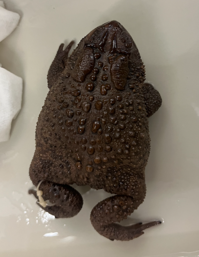 <ul><li><p>cranial crest <strong>DOES NOT TOUCH</strong> paratoids</p></li></ul><p></p>