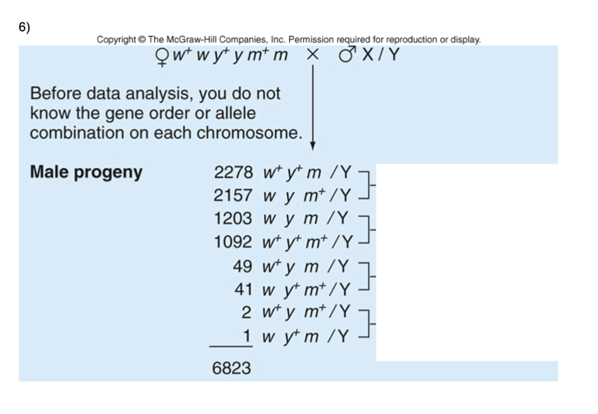 <p>a) What are the parental chromosomes?</p><p>b) Which gene is in the middle? Write the genotype of the parental female reflecting this gene</p><p>order.</p><p></p><p></p><p><strong>a) What are the parental chromosomes?</strong></p><p>They are the mother’s two original X chromosomes, which show up as the two most common classes of sons (2278 and 2157):</p><ul><li><p><code>W Y m</code> (2278 sons)</p></li><li><p><code>w y M</code> (2157 sons)</p></li></ul><p><strong>b) Which gene is in the middle? Write the genotype of the parental female reflecting this gene order.</strong></p><p>The middle gene is <code>w</code>. The rarest classes (the double crossovers, 2 and 1 sons) are the parental X’s with only <code>w</code> switched, so <code>w</code> sits between <code>y</code> and <code>m</code>.</p><p>The gene order is <code>y – w – m</code>, so the parental female’s genotype is:</p><p><code>Y W m / y w M</code></p><p>(The slash separates her two X chromosomes. Each X lists its alleles in gene order.)</p>