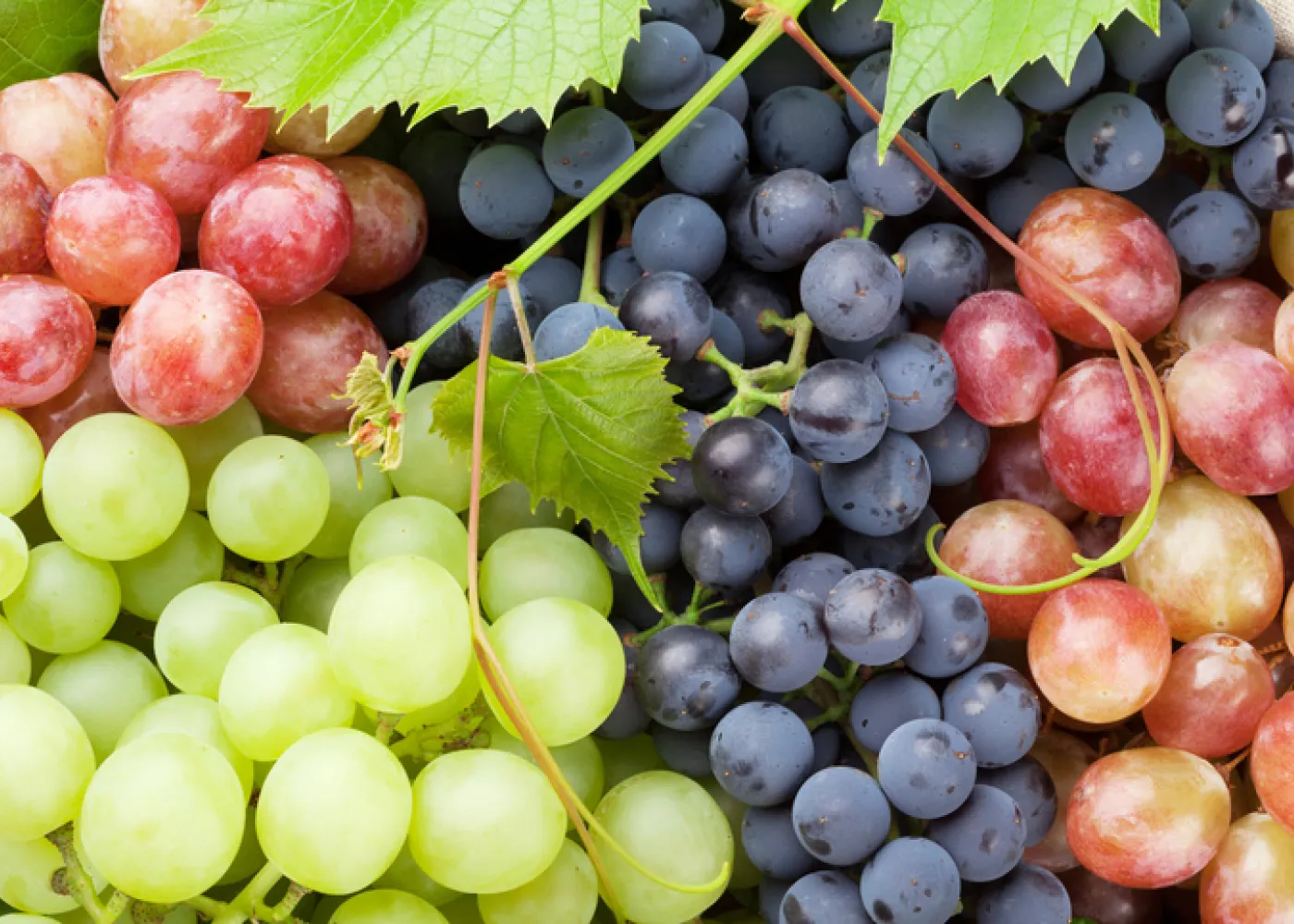 <ul><li><p>Fleshy &amp; Simple Fruit</p></li><li><p>Develops from One Flower with Single Ovary</p></li><li><p>May have Many Seeds</p></li><li><p>Ovary Wall Fleshy, Enlarged, &amp; Usually Juicy Throughout</p></li><li><p>Examples: Grape, Banana, Gooseberry</p></li><li><p>Special Varieties: Hesperidium &amp; Pepo</p></li></ul><p></p>