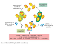 <p>DNA wrapped ~1.7 times in a left-handed coil around a histone octamer disc.</p>