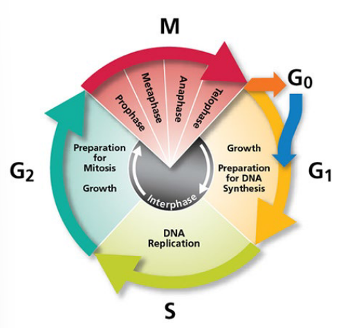 <ul><li><p>Proliferation</p></li><li><p>Differentiation—specialization of the cell</p></li><li><p>Replication</p></li></ul><p></p>