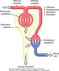 <p>1= filtration </p><p>2= reabsorption</p><p>3= secrete</p><p>4= excrete</p>