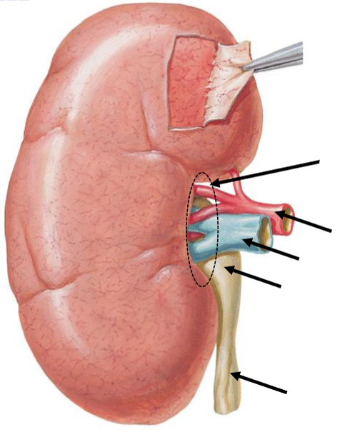 <p>Label the following diagram</p>
