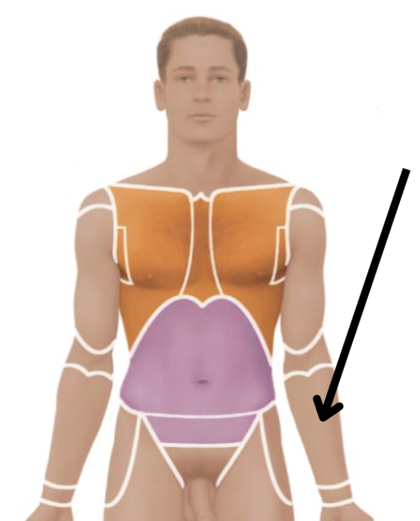 <p>Medical term, region, anteiror/posterior?</p>