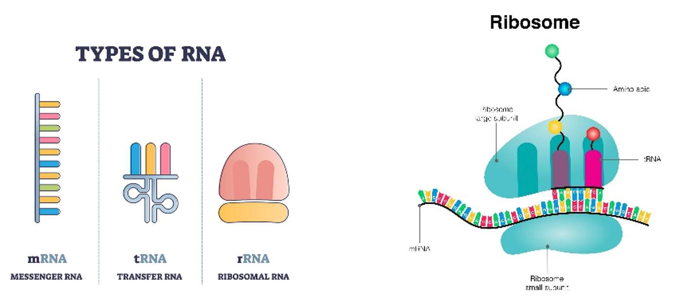 <p></p><p>Simple definition: Reading the message from the mRNA and making a protein. This occurs in the ribosome. As the ribosome reads the message, it has tRNA bring in amino acids. These are then bound together via carbon to form a linear protein.</p><p></p><p>Long definition: The process by which ribosomes synthesize proteins using the mRNA transcript produced during transcription. This involves decoding the mRNA sequence to build a specific protein.</p><p>Three types of RNA are involved in Translation:</p><ol><li><p>mRNA (messenger RNA, a product of Transcription)</p></li><li><p>tRNA (transfer RNA, which transfers 1 amino acid for every 3 nucleic acids),</p></li><li><p>rRNA (ribosomal RNA, which acts as a pair of hands forcing mRNA and tRNA to work together).</p></li></ol><p></p>