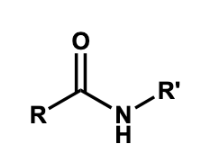<p>condensation (amidation)</p>