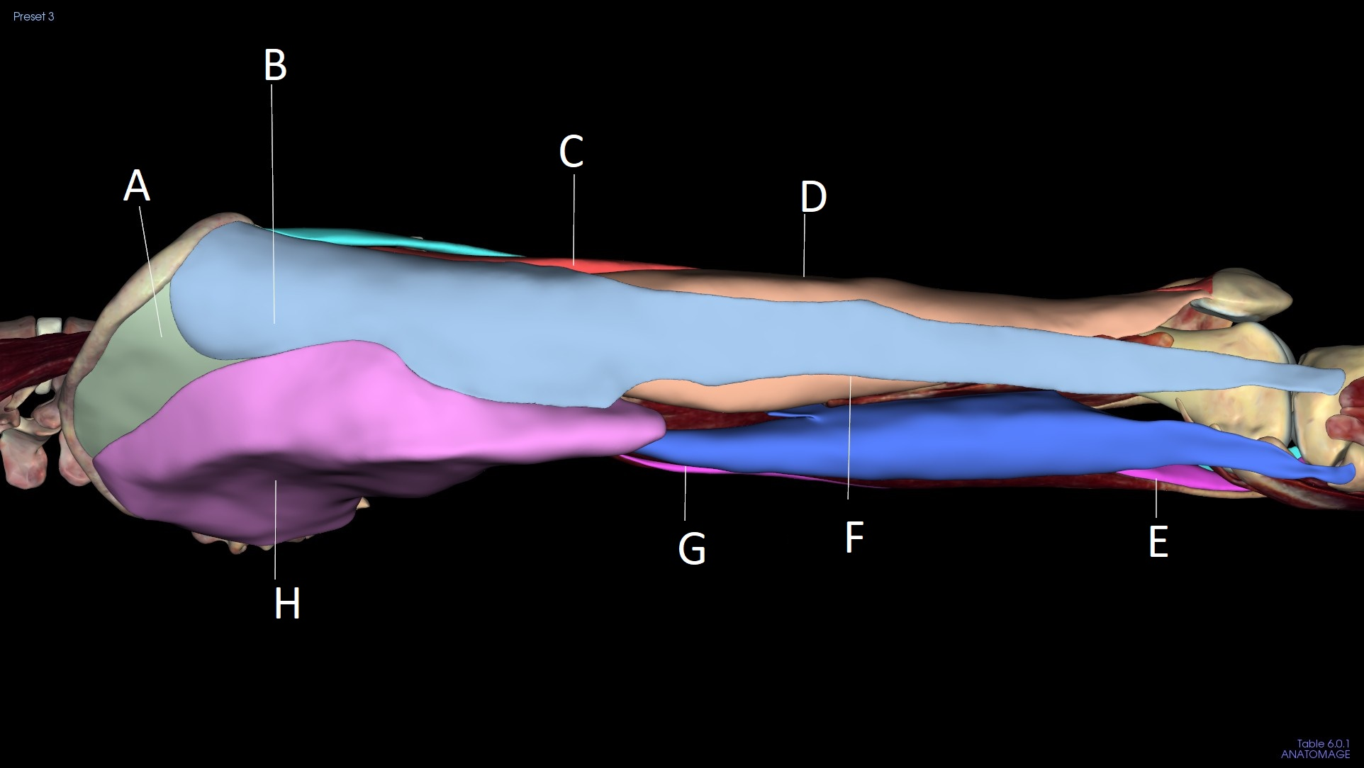 <p>G</p>