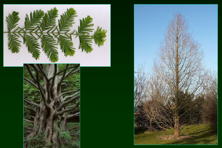 <p>•</p><p>Cupressaceae</p><p>•</p><p>Native to China</p><p>•</p><p>Initially described from fossil material</p><p>•</p><p>Key Characters:</p><p>•</p><p>Very similar to Taxodium</p><p>•</p><p>Branches are ascending</p>