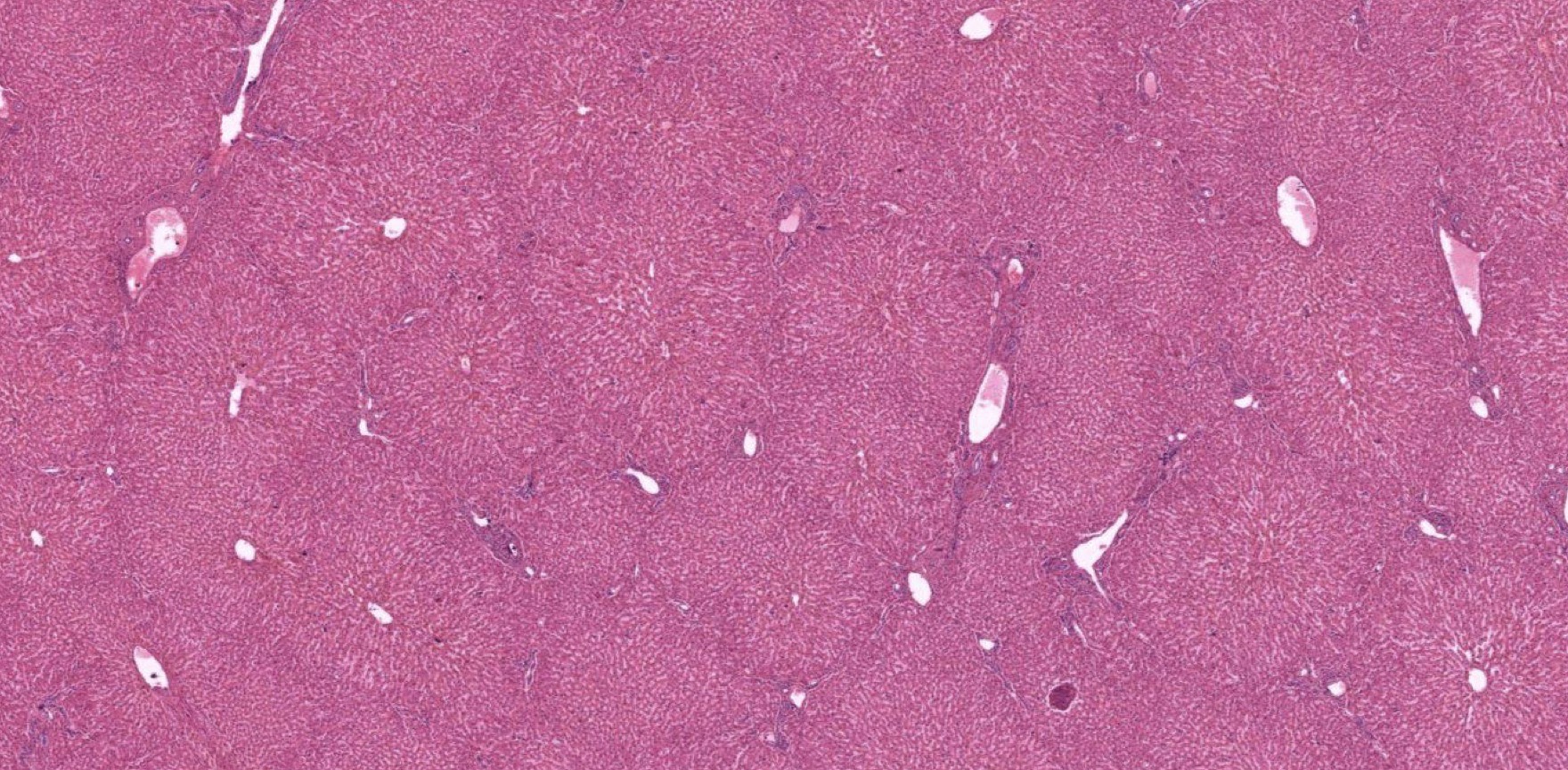 <p>Identify the Organ and Structures?</p>