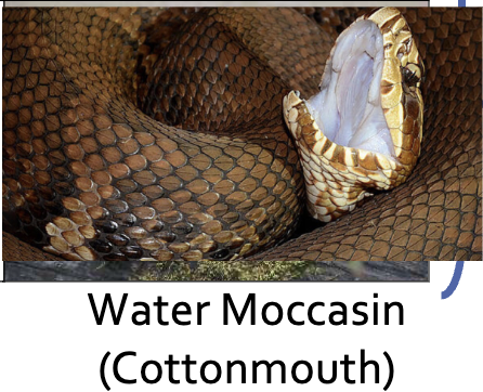 <ul><li><p>Short, fat, and drab — dark olive, brown, or nearly black body. Pattern is wide at the base and narrows at the top</p></li><li><p>When threatened, coils body and opens mouth wide exposing the bright white cotton interior — this is the key ID feature that gives it its name</p></li><li><p>Has a dark “Zorro mask” stripe on the side of the face; ridge above the eye gives it a mean/heavy-browed look; slot/oval cat-eye pupil</p></li><li><p>World’s only semi-aquatic viper. Swims on TOP of the water and NEVER submerges. Basks on land, not in trees</p></li><li><p>Stands its ground when threatened and coils/exposes fangs — does NOT chase</p></li></ul><p></p>