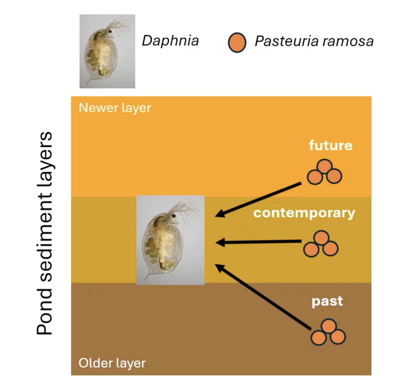 <p>-one sediment layer below them (past pathogen)</p><p>-the same sediment layer (contemporary pathogen)</p><p>-one layer above them (future pathogen)</p>