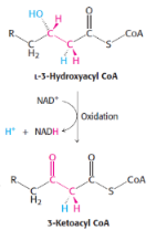<p>3rd step of B-oxydation</p><p>catalysed by <span style="background-color: transparent;"><strong>L-3-hydroxyacyl CoA dehydrogenase</strong></span></p>