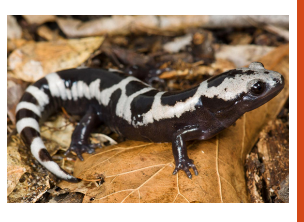 <p>name this animal</p>