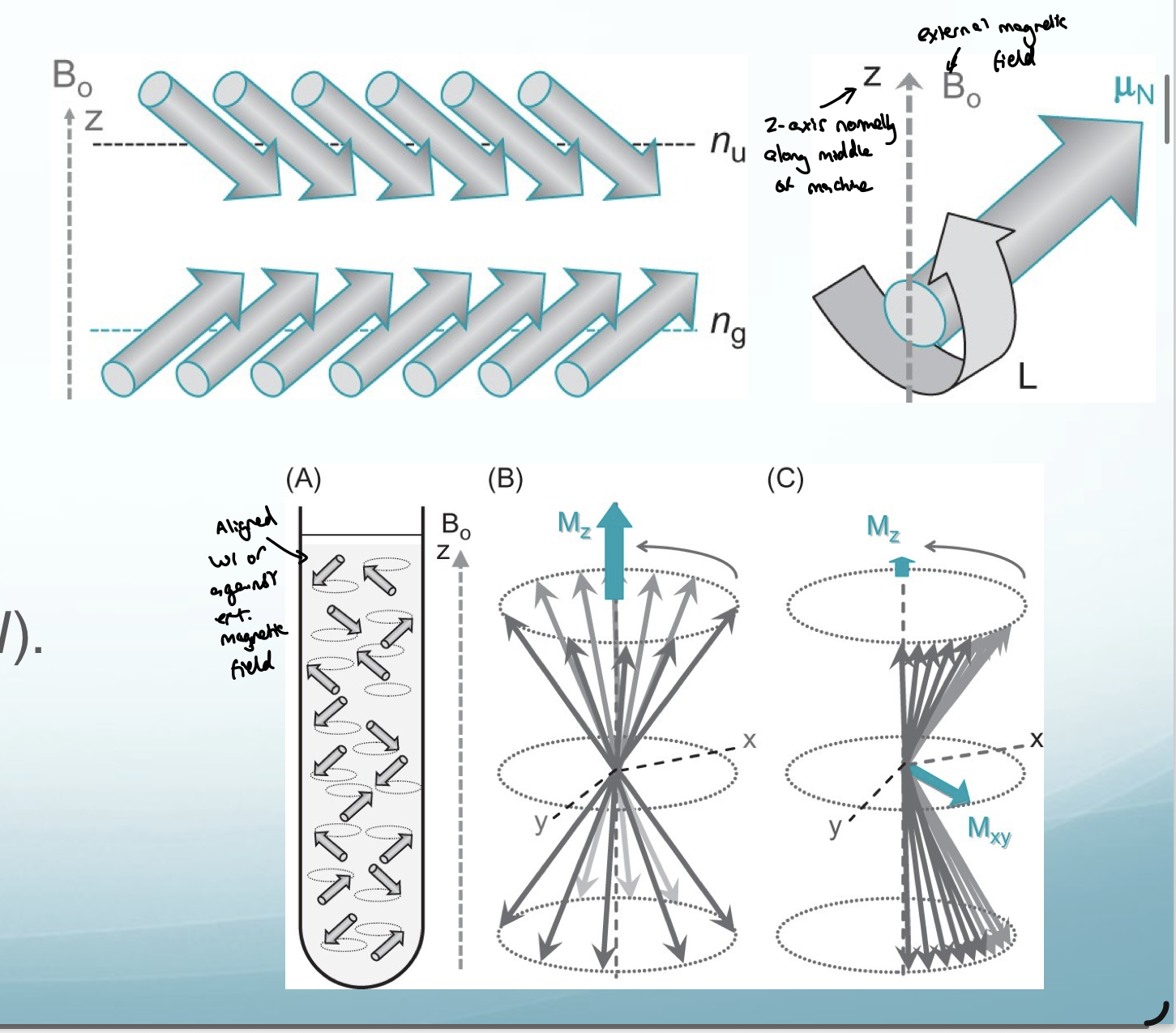 <p><strong>a magnetic moment (</strong><span><strong>μ</strong></span><strong>)</strong></p><p>this magnetic moment can align with or against an<strong> external magnetic field (B₀) with a magnetic quantum number between ml (-l and +l)</strong></p>