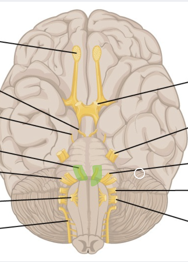 <p>CN 6</p><p>most medial of 6, 7, &amp; 8</p>