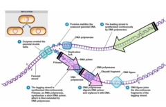 <p>DNA replication fork:</p><p>1. enzymes unwind double helix.</p><p>2. Proteins stabilize the unwound parental DNA.</p><p>3. the leading strand is synthesized continuously by ________.</p><p>4. the lagging strand is synthesized discont. _______, an RNA polymerase, synthesizes a short RNA primer, which is then extended by _______.</p><p>5. DNA polymerase digests RNA primer and replaces it with _____.</p><p>6. ______ joins the discontinuous fragments of the lagging strand</p>