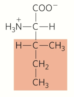 <p>isoleucine</p><p>nonpolar</p><p>hydrophobic</p><p>aliphatic (non-aromatic)</p><p>stabilize on insides via hydrophobic interactions</p>