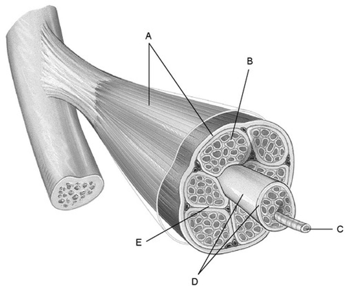 <p>A</p>