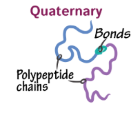 <p>Two or more polypeptide chains</p>