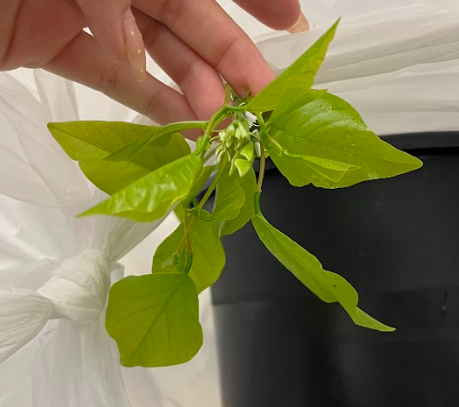 <ul><li><p>seeds after they open</p></li><li><p>bright red seedpod</p><ul><li><p>poisonous</p></li></ul></li><li><p>herbaceous plant</p></li><li><p>very long stems</p></li></ul><p></p>