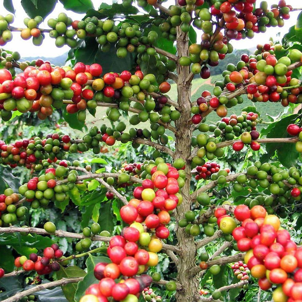 <ul><li><p><strong>Bron:</strong> Koffiebonen (<em>Coffea</em>), theebladeren (<em>Camellia sinensis</em>), cacaobonen en guaranavruchten. Net als nicotine gebruikt de plant dit als een natuurlijk pesticide om insecten te verlammen of te doden.</p></li><li><p><strong>Functie/Mechanisme:</strong> Caffeïne is een <strong>adenosine-receptorantagonist</strong>.</p><ul><li><p><strong>Adenosine</strong> is een stofje in je hersenen dat zich gedurende de dag ophoopt en zich bindt aan receptoren om je een "slaapsignaal" te geven (je wordt moe).</p></li><li><p>Caffeïne blokkeert deze receptoren zonder ze te activeren. De "rem" van je hersenen wordt er dus tijdelijk afgehaald, waardoor je alert blijft.</p></li></ul></li><li><p><strong>Effect op het lichaam:</strong></p><ul><li><p><strong>Centraal zenuwstelsel:</strong> Verhoogde alertheid, kortere reactietijd en minder vermoeidheid.</p></li><li><p><strong>Cardiovasculair:</strong> Verhoging van de hartslag en bloeddruk (stimulatie van adrenaline-afgifte).</p></li><li><p><strong>Nieren:</strong> Het heeft een licht diureticum-effect (je moet sneller plassen), omdat het de heropname van natrium in de nieren remt.</p></li></ul></li></ul><p></p>