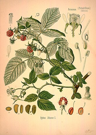 <p>Himbeere</p>