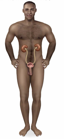 <p>name the organ system</p>