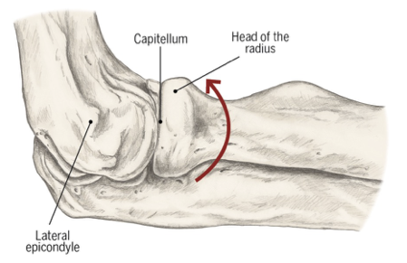 <p><strong>Modified hinge joint</strong> (radial head moves about capitellum)</p><ul><li><p>Technically biaxial; allows for <strong>flexion, extension, &amp; rotation</strong></p></li><li><p>Supports motion of the elbow</p></li><li><p>Less bony surface contact &amp; congruency compared to humeroulnar joint</p></li></ul><p></p>