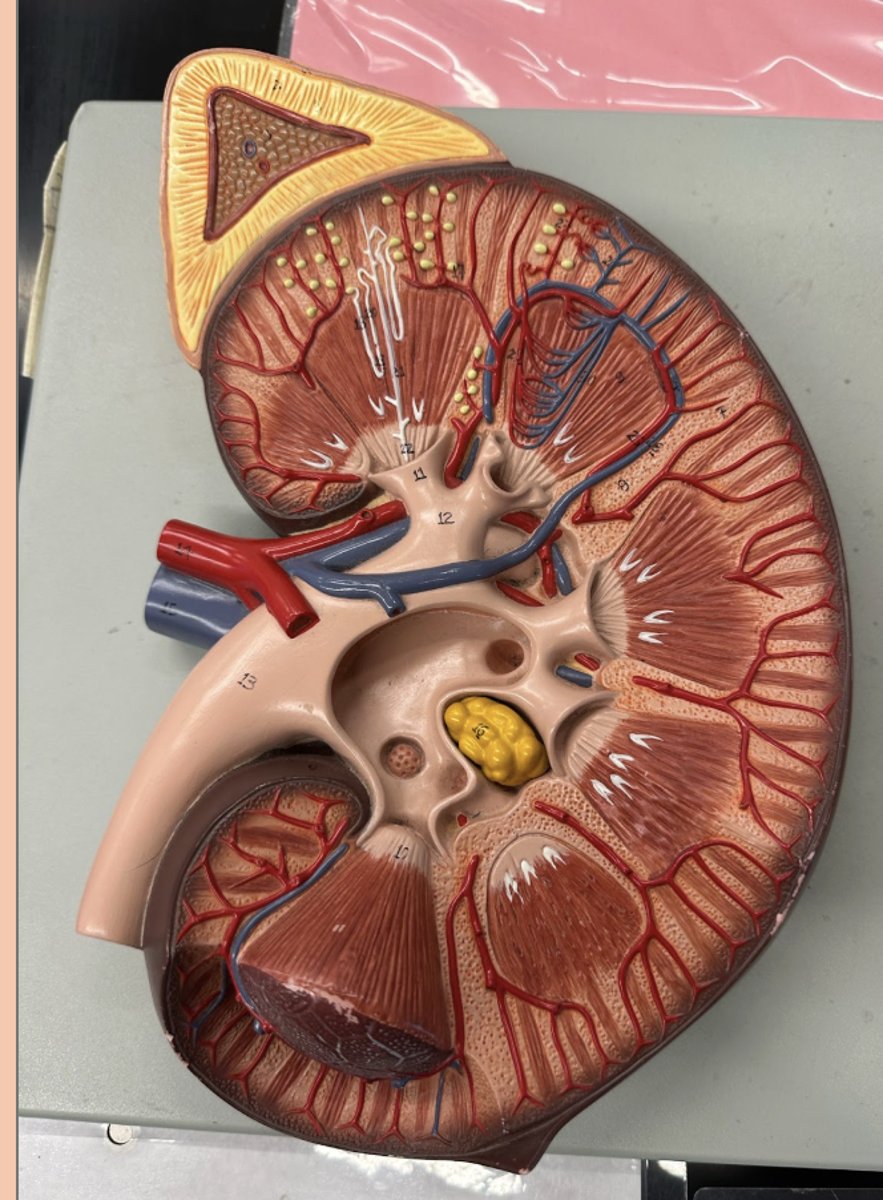 <p>cortex (outer)</p><p>renal artery (red)</p><p>Renal vein (blue)</p><p>pelvis (inner white thing)</p><p>medulla with pyramid that thing</p>