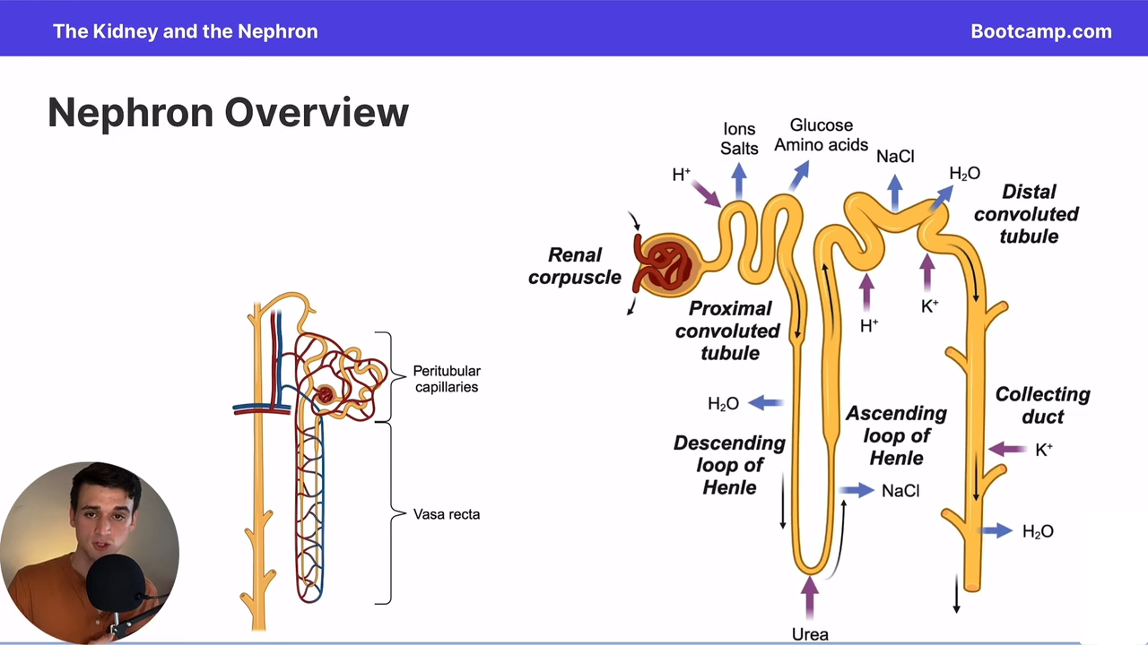 <p>Where in the nephron does the bulk passive reabsorption of water occur?</p>