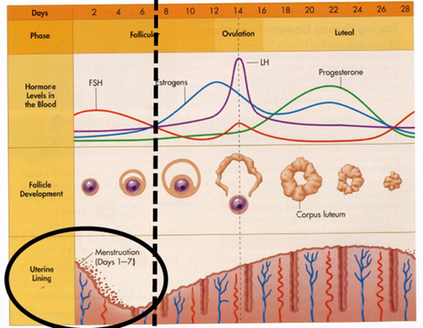 <p>Ovarian hormones act together with LH and FSH to control the menstrual cycle</p><p>NB! How to fill in missing hormones, identify each hormone, and explain each hormone)</p><p>FSH: Stimulates growth and maturation of ovarian follicles containing the eggs (peaks around day 12 is checking if the ova is mature)</p><p>LH: Controls the menstrual cycle and triggers ovulation (Massive Peak)</p><p>Progesterone: Preparing the uterine lining for pregnancy. Therefore, maintains pregnancy. The DROP in PROGESTERONE TRIGGERS MENSTRUATION.</p><p>Oestrogen: Thicken the uterine lining for pregnancy, triggers LH SURGE that causes ovulation. Fluctuations in libido/sex drive are caused by Oestrogen</p>