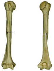 <p>"notch" next to the ridge in the front</p>