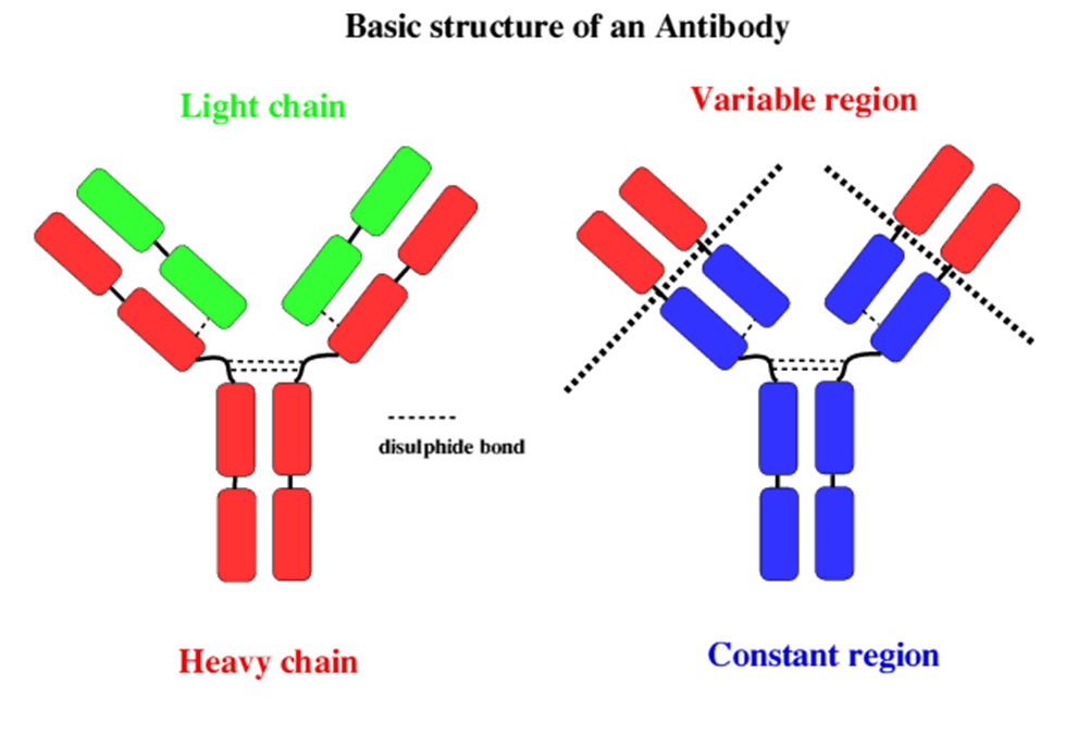 <p><span>identical arms of the Y-shape of antibody </span></p>