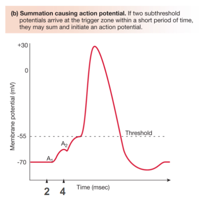 <p>Temporal summation occurring</p>