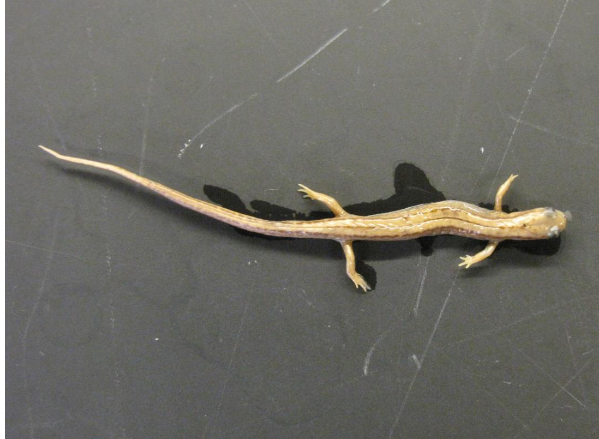 <p>Common name, Family, Scientific Name?</p>