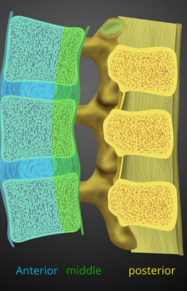 <p>A way of looking at a spinal cords section as 3 columns: Anterior, middle, and posterior</p>