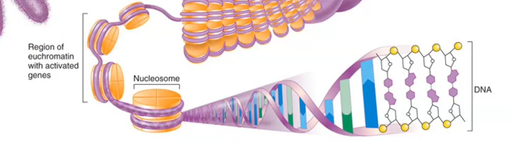 <p>DNA and its associated proteins, it wraps around histone proteins.</p>