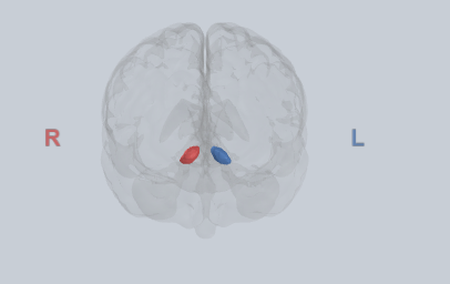 <p>integrates motivational state with action selection</p>