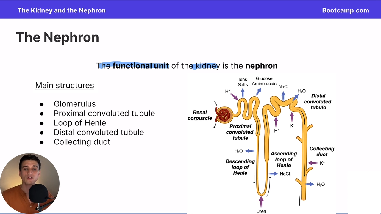 <ul><li><p>glomerulus</p></li><li><p>proximal convoluted tubule</p></li><li><p>loop of henle</p></li><li><p>distal convoluted tubule</p></li><li><p>collecting duct</p></li></ul><p></p>