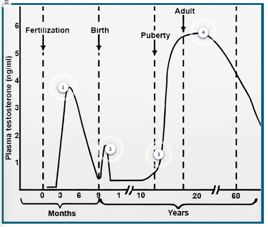 <p>(1) fertilization</p><ul><li><p>INC during dvlp 4 rpxdtn tract &amp; external genitals</p></li></ul><p>(2) birth</p><ul><li><p>slight DEC w/o reason</p></li></ul><p>(3) puberty</p><ul><li><p>GnRH lvl INC = INC FSH &amp; LH = T INC = final mature rpxdtn system &amp; mature sperm </p></li><li><p>peak 16-18</p></li></ul><p>(4) adult </p><ul><li><p>same lvls till 40 &amp; slow DEC testerone</p></li><li><p>50 → andropause start + DEC sex desire, DEC erectile f(x), tired, DP, DEC lean body mass, INC obese, DEC bone density </p></li></ul><p></p>