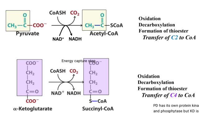 <p>The only major difference is seen with regulation of the two complexes.</p><p>PD has its own protein kinase and phosphytase but KD is allosterically regulated</p>