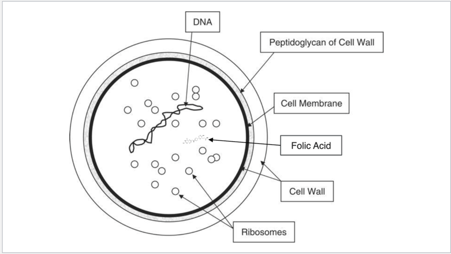 <p>- antibiotics work by attaching certain sites</p>