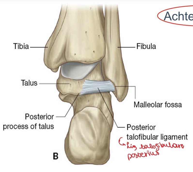<p>Lig talofibulare posterius</p>