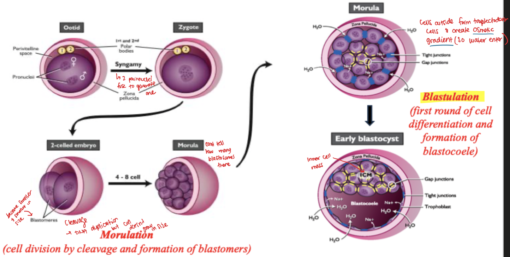 <ol><li><p>syngamy creates a zygote</p></li><li><p>blastosomes multiply and become smaller and smaller </p></li><li><p>Morula filled with lots of vlastosomes </p></li><li><p>Cell forms trophectoderm and creates osmotic gradient (water can enter) </p></li><li><p>Blastulation (First round of cell differentiation and froomation of blastocoele) </p></li><li><p>Creation early blastocyst</p></li></ol><p></p>